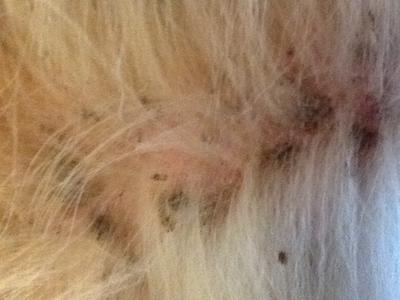 Black / Brown Crusty patches on Dog's Underside - Photo 1