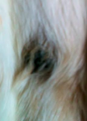 Black Crusted Sore on Dog's Neck - Organic Pet Digest