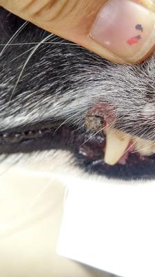 Black skin tag on dog's lip hotsell