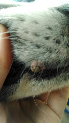 dog lip growth - picture 3