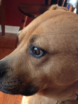 Black Spot In Dog's Iris & Eye Bulging - Organic Pet Digest