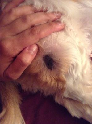 Black Spot on Dog's Leg