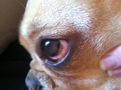 Black Spot On Dog'S Sclera (White Part Of Eye), Poor Eyesight & Eye  Discharge - Organic Pet Digest