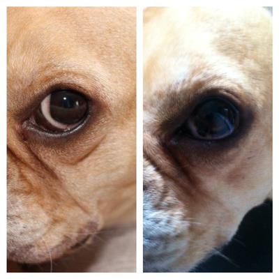 brown spot on white of eye dog