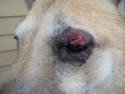 Bleeding dog eye infection - Photo 1