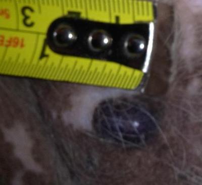 Kiki's Growth with Tape Measure