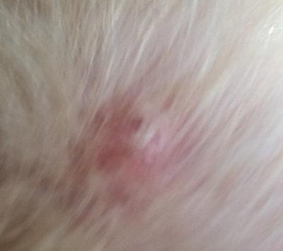 Bump on side of dog's neck - Organic Pet Digest