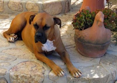 Boxer with Chicken