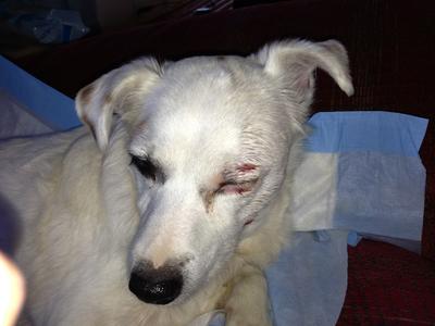 Fight Injury