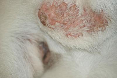Cluster of Bumps Near Dog's Anus - Organic Pet Digest
