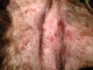 Red Spots