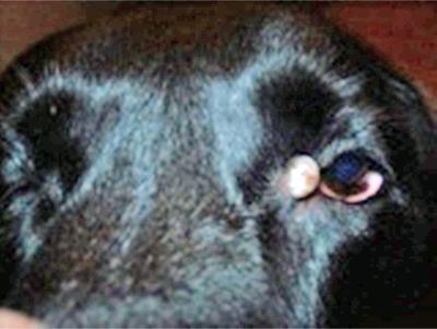 Cyst in Corner of Dog's Eye - Photo 1