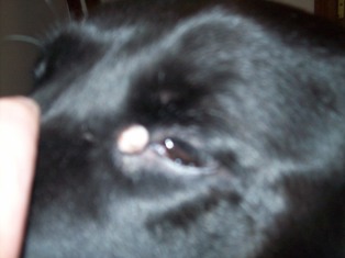 Cyst in Corner of Dog's Eye - Photo 2