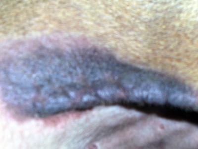 Dark Dog Skin Rash