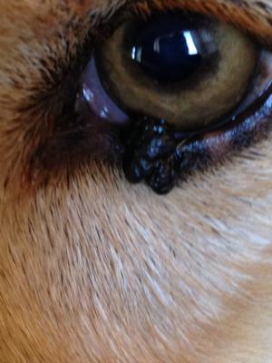 Dog Eyelid Growth