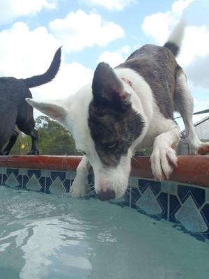 Caper loves the water and he swims like a fish