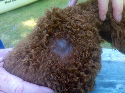 Dog bald spot on his upper right shoulder where the rabies vaccine was administered
