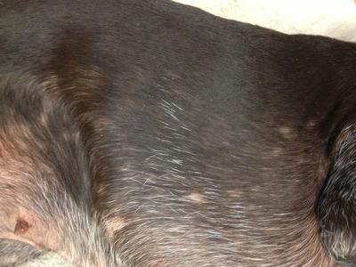 Dog Biting Skin Resulting in Thinned Hair. Her Puppy Has Fungal Infection -  Organic Pet Digest