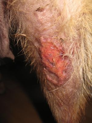 dog diaper rash remedy