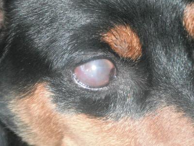 Ula's eyes