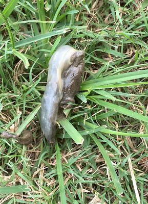 dog poop encased in mucus