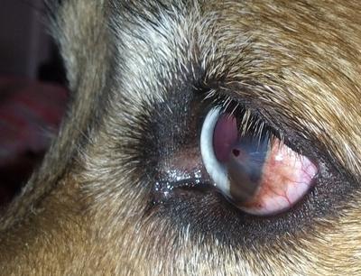 Dog Eye Redness, Irritation with Raised Spot on Lens ...