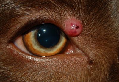 Dog eye wart, cyst or growth near eye - Organic Pet Digest