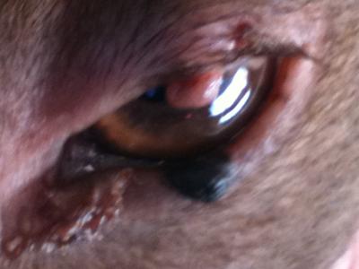 Dog Eye Warts - Photo 2