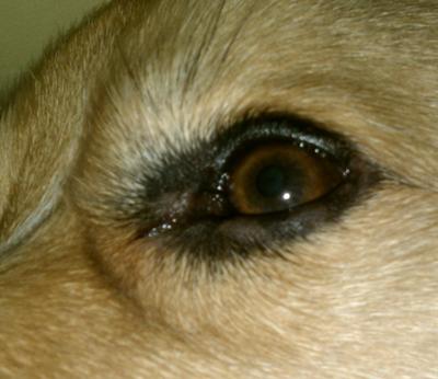 Punky's eyelid irritation