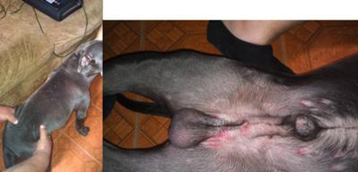 Both pictures put together.