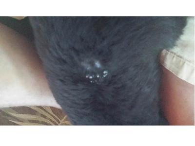 10-15 white pimples on dog's back