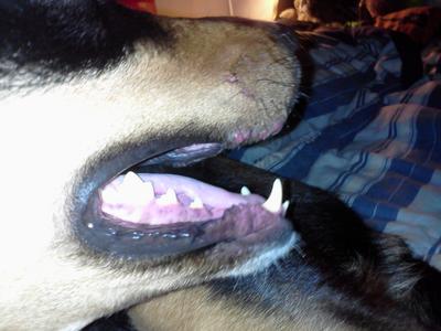 Right Side of Dog's Snout