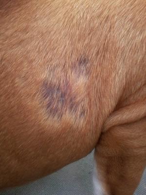 Dog Has Small Skin Patches with Hair Loss - Organic Pet Digest