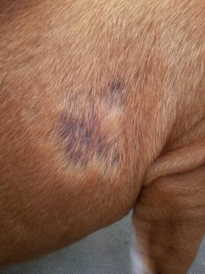 Skin patches on side of dog - Photo 1