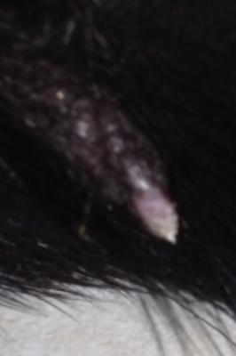 Another enlarged pic