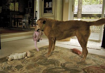 Gracie playing with her toys