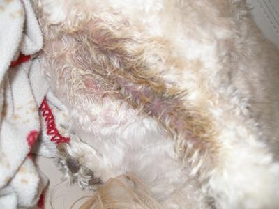 Dog losing sales hair in armpits