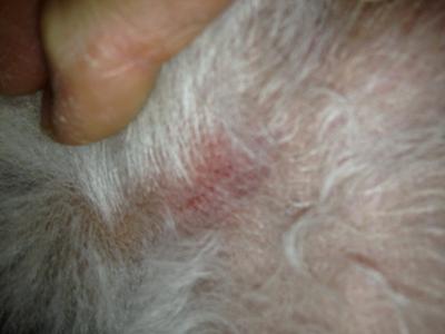itchy spot on Mia--no rash