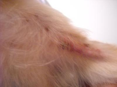 Dog's Armpit Rash 