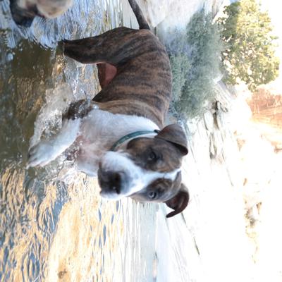 Tildy Miss Swimming at Red Rock Canyon Hike