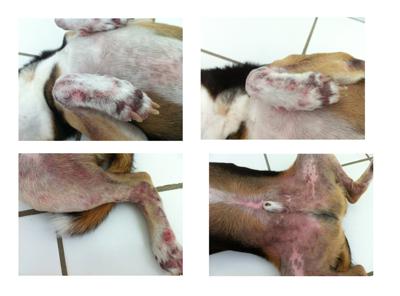 Dog paw fungus and rash - Organic Pet Digest