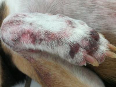 Close up look at paw