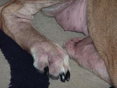 Dog Bacterial Skin Infection / Allergies - Photo 2