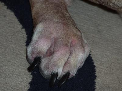 Dog Bacterial Skin Infection / Allergies - Photo 3