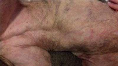 Dog Skin Rash Photo 1