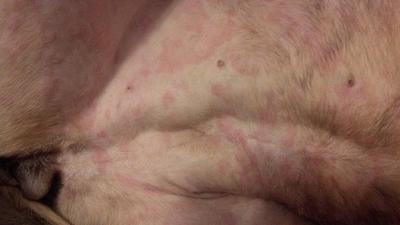 Dog Skin Rash Photo 2