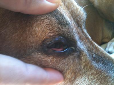 Kains Right Eye