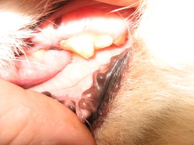 Left side of mouth 1