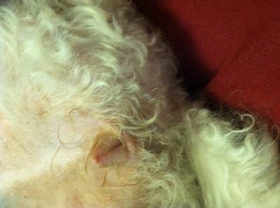 red and inflamed dog vulva