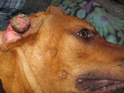 what do warts on dogs look like